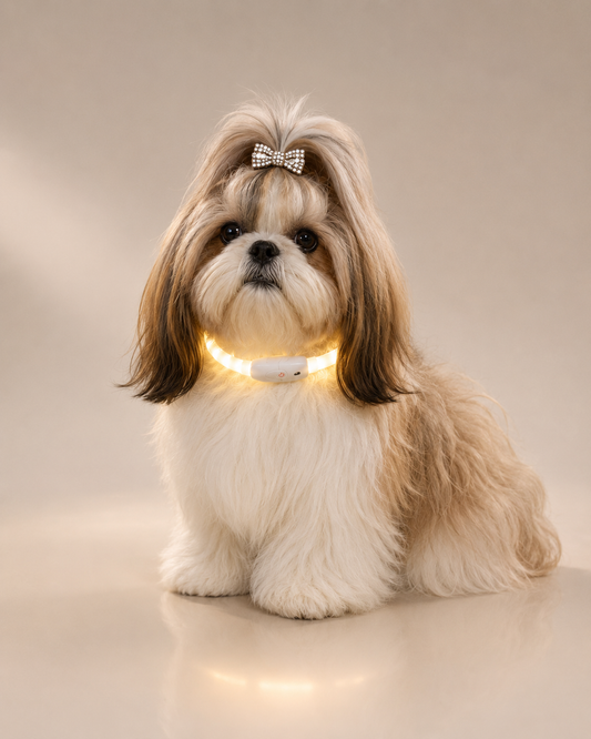 Pawfect LED Safety Collar — USB rechargeable multi-colour light-up dog collar